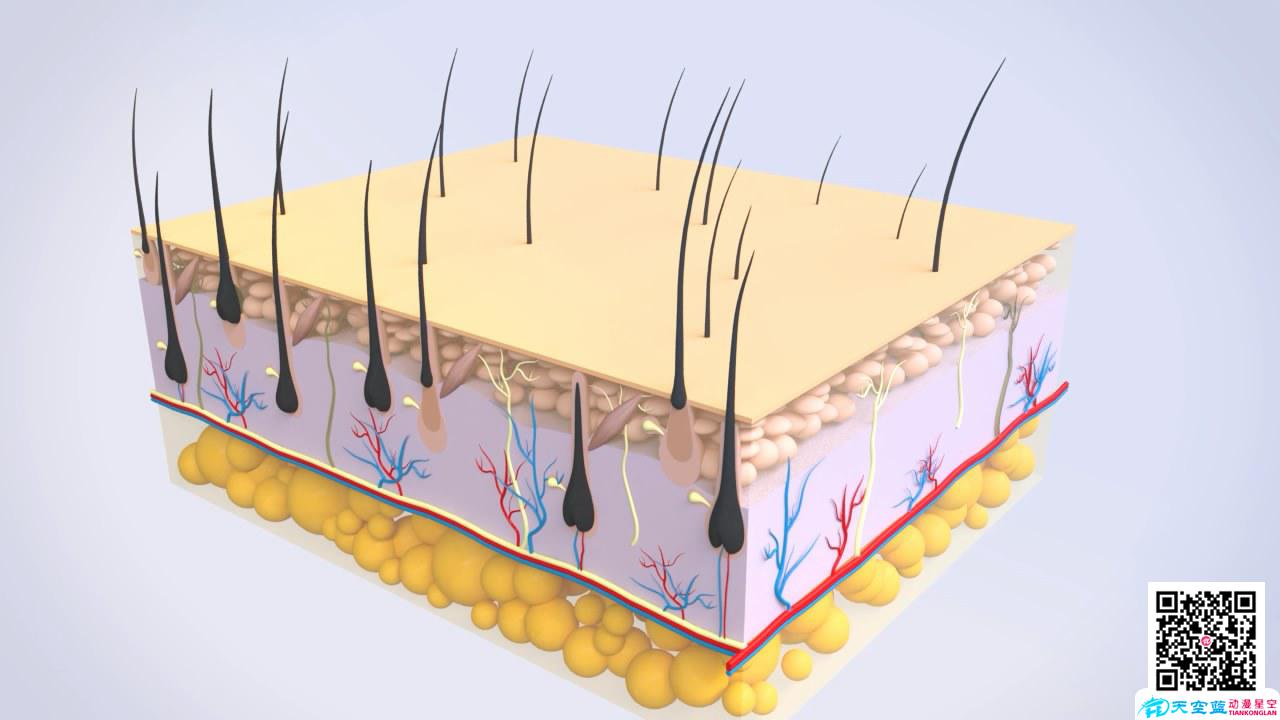 醫(yī)學(xué)動(dòng)畫制作毛囊