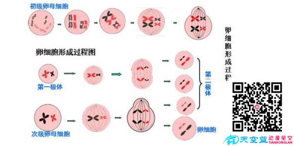 為什么胚胎染色體異常？.jpg