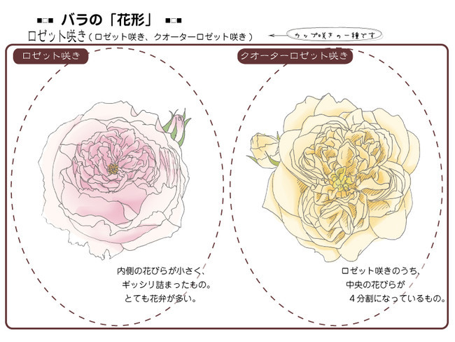 各種花的簡(jiǎn)單畫(huà)法，一步一步教你畫(huà)鮮花