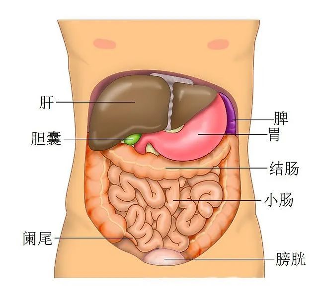 新冠病毒疫情中的救命神器“人工肝”，是怎樣煉成的？