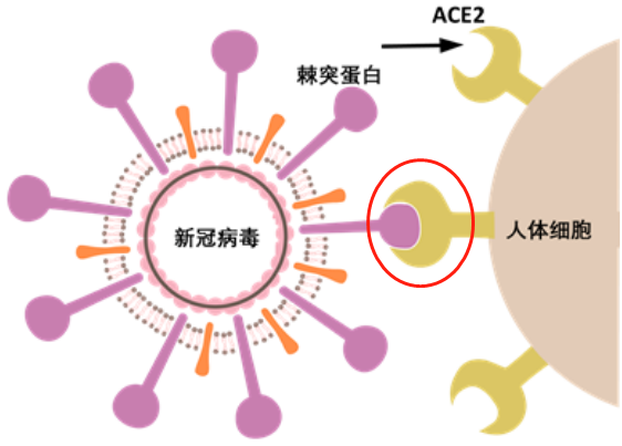 新冠病毒導(dǎo)致男性不育，有科學(xué)根據(jù)嗎？