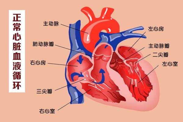 這幾扇“門”，決定了血液的流向