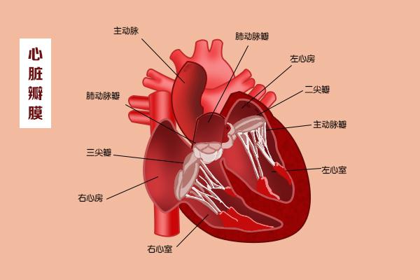 這幾扇“門”，決定了血液的流向