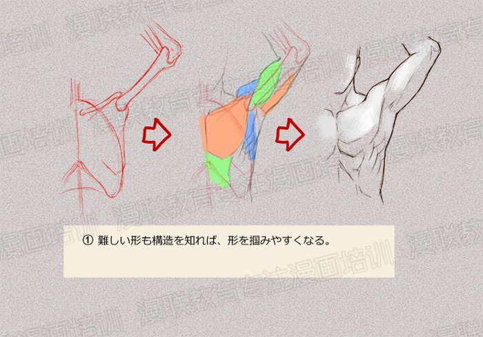 零基礎學繪畫教程！如何正確掌握繪畫人體結構？