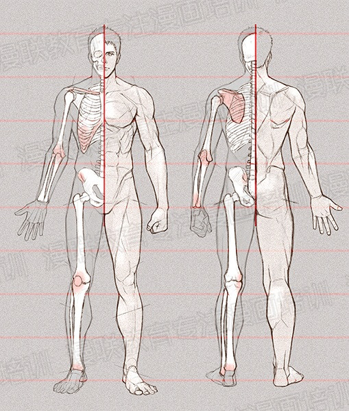 零基礎學繪畫教程！如何正確掌握繪畫人體結構？