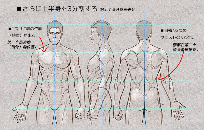 零基礎學繪畫教程！如何正確掌握繪畫人體結構？