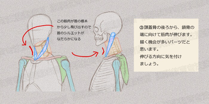 零基礎學繪畫教程！如何正確掌握繪畫人體結構？