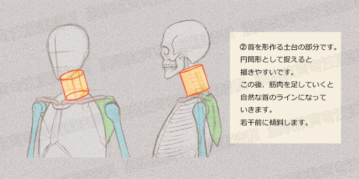 零基礎學繪畫教程！如何正確掌握繪畫人體結構？