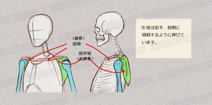 零基礎學繪畫教程！如何正確掌握繪畫人體結構？