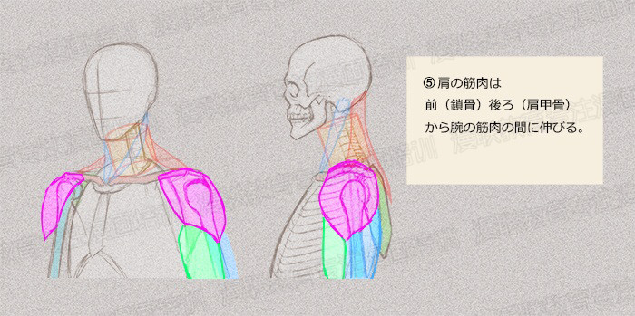 零基礎學繪畫教程！如何正確掌握繪畫人體結構？