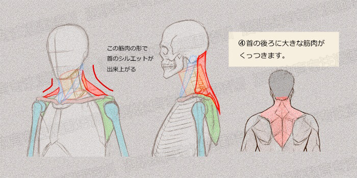 零基礎學繪畫教程！如何正確掌握繪畫人體結構？