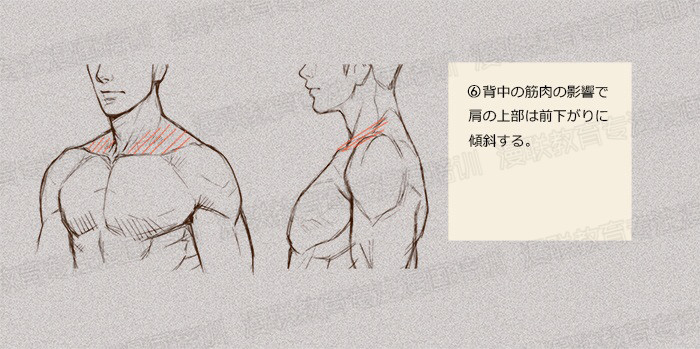 零基礎學繪畫教程！如何正確掌握繪畫人體結構？