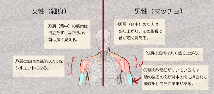 零基礎學繪畫教程！如何正確掌握繪畫人體結構？