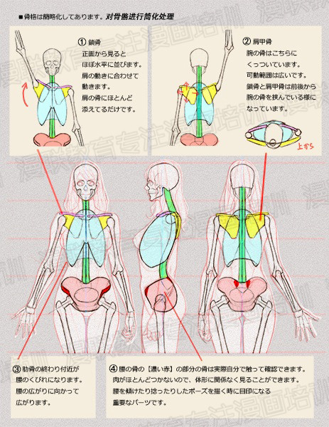 零基礎學繪畫教程！如何正確掌握繪畫人體結構？