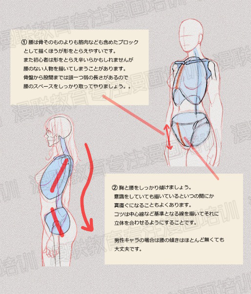 零基礎學繪畫教程！如何正確掌握繪畫人體結構？