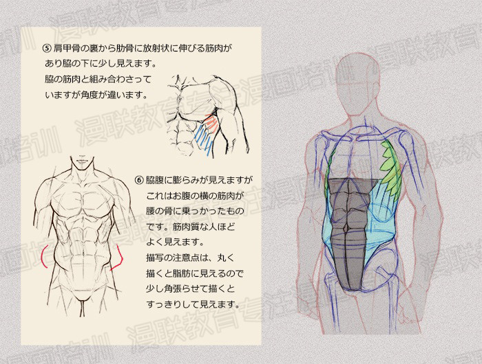 零基礎學繪畫教程！如何正確掌握繪畫人體結構？