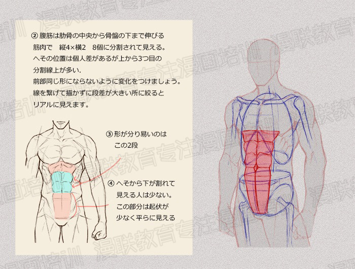 零基礎學繪畫教程！如何正確掌握繪畫人體結構？