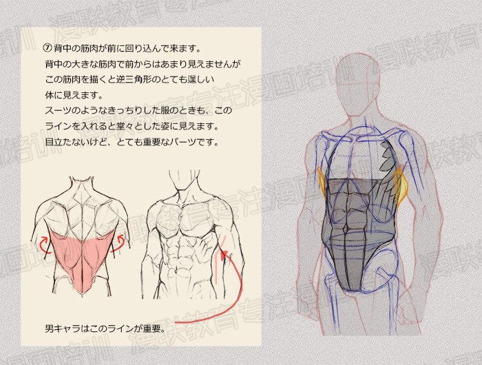 零基礎學繪畫教程！如何正確掌握繪畫人體結構？