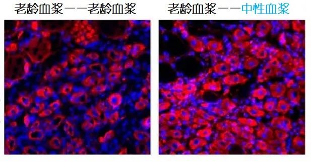 重返年輕不用大換血，只要給血液“兌點(diǎn)水”？