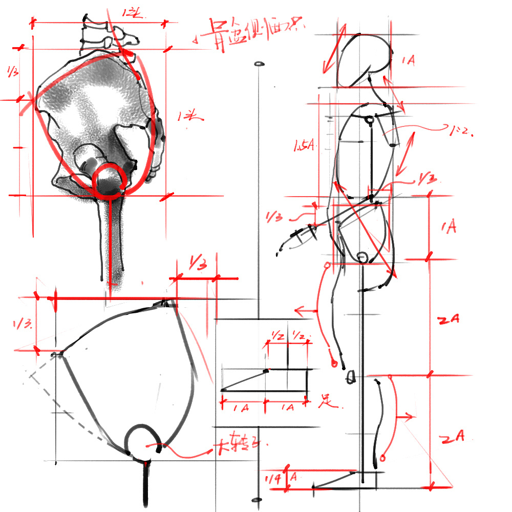 「動漫設計」分享一波繪畫專用人體解剖素材 part 02