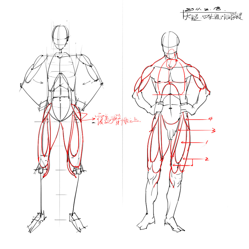 「動(dòng)漫設(shè)計(jì)」分享一波繪畫專用人體解剖素材 part 04