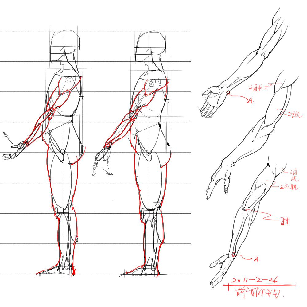 「動漫設計」分享一波繪畫專用人體解剖素材 part 06