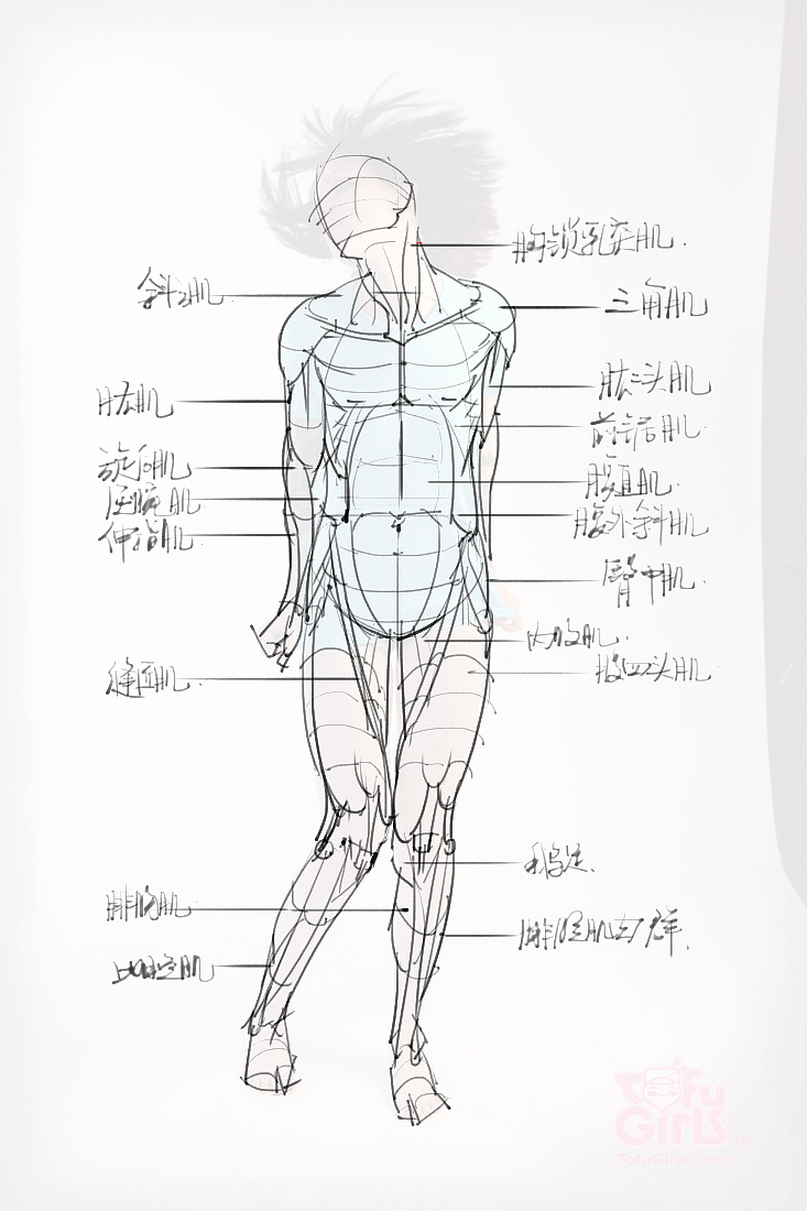 「動(dòng)漫設(shè)計(jì)素材」分享一波繪畫(huà)專(zhuān)用人體解剖素材 part 09