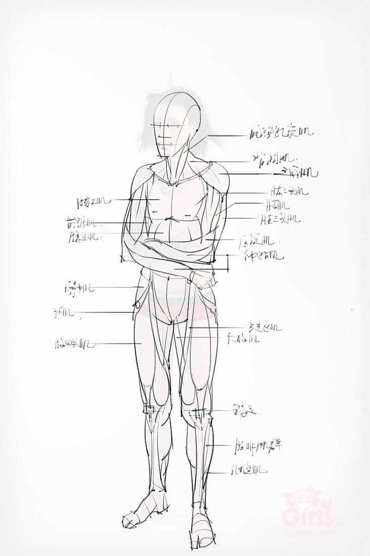 「動(dòng)漫設(shè)計(jì)素材」分享一波繪畫(huà)專(zhuān)用人體解剖素材 part 09