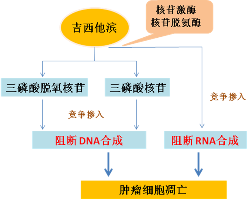 同樣的藥，為什么對他有效卻對你沒效果，可能得問腸道菌群