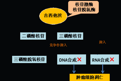 同樣的藥，為什么對他有效卻對你沒效果，可能得問腸道菌群