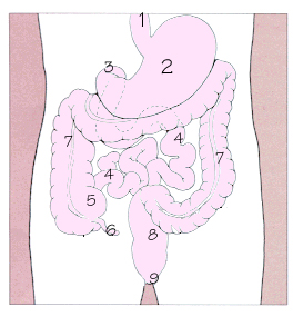 消化道示意圖，1.食道 2.胃 3.十二指腸 4.小腸 5.盲腸 6.闌尾 7.大腸 8.直腸 9.肛門